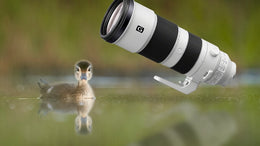 Sony FE 200-600mm f/5.6-6.3 G OSS Lens | Full-Frame Super Telephoto Zoom | OSS Stabilization | Wildlife • Birding • Sports Photography